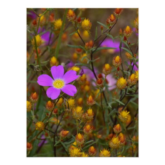 Lila Wildblume – Naturs Farbensymphonie Poster (Vorderseite)