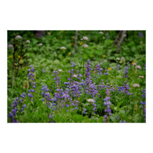 Lila Wildblume Poster