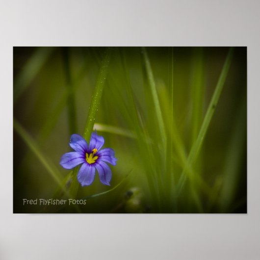 Lila Wildblume Vignette Poster (Vorne)