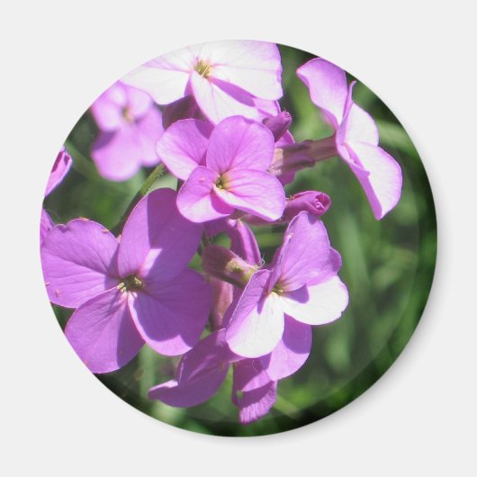 Lila Wildblumen Magnet (Vorne)