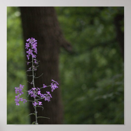 Lila Wildblumen Poster (Vorne)