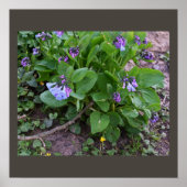 Lila Wildblumen Poster (Vorne)