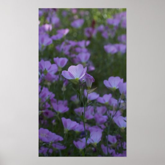 lila Wildblumen Poster (Vorne)