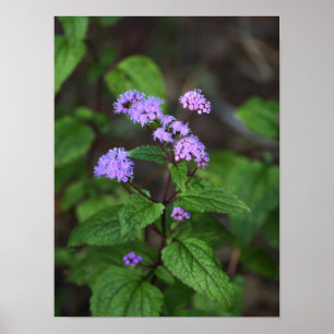 Lila Wildblumen Poster