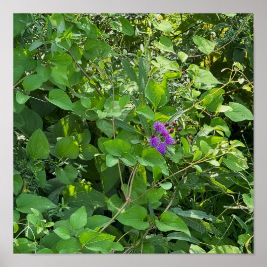 Lila Wildblumen Poster (Vorne)