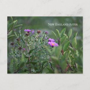 Lila Wildblumen Postkarte