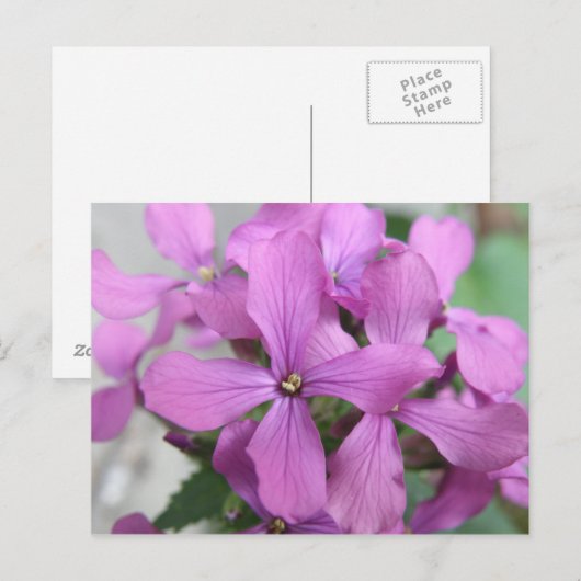 Lila Wildblumen Postkarte (Vorne/Hinten)