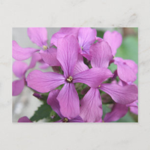 Lila Wildblumen Postkarte