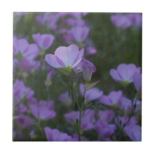 Lila Wildblumen überall Fliese (Vorderseite)