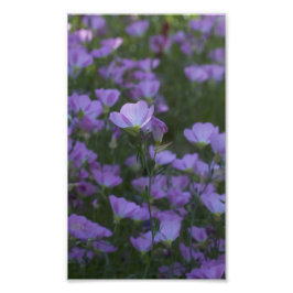 lila Wildblumen überall Fotodruck