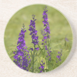 Lila wilde Blumen auf dem Feld Untersetzer