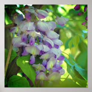 Lila Wisteria Blume Poster