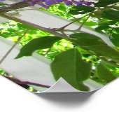 Lila Wisteria ~ Druck Poster (Ecke)