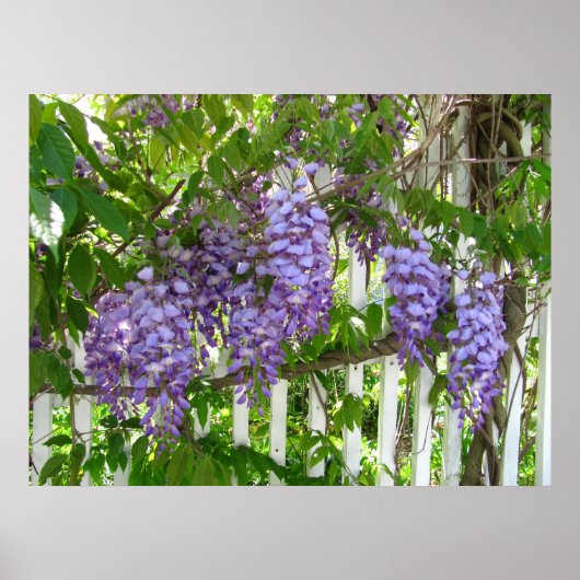 Lila Wisteria ~ Druck Poster (Vorne)