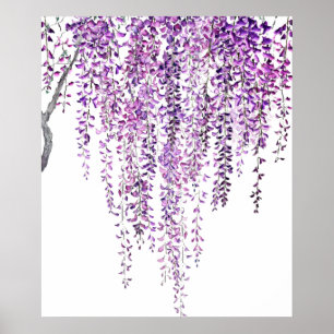 lila wisteria in blüte poster