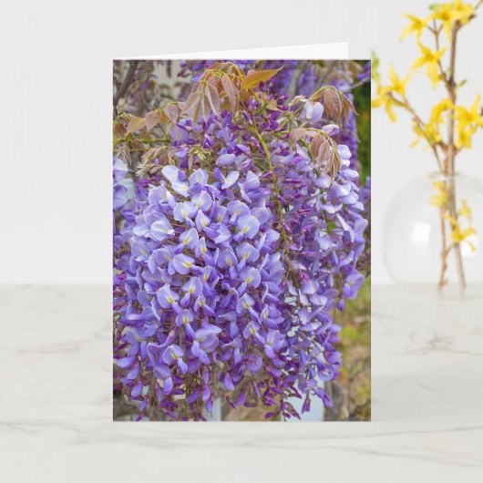 lila Wisteria Karte (Gelbe Blume)