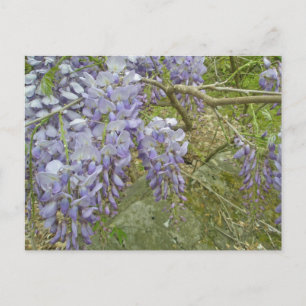 Lila Wisteria-Koordinationsaufgaben Postkarte