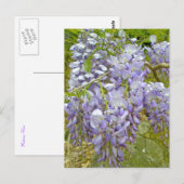 Lila Wisteria-Koordinationsaufgaben Postkarte (Vorne/Hinten)