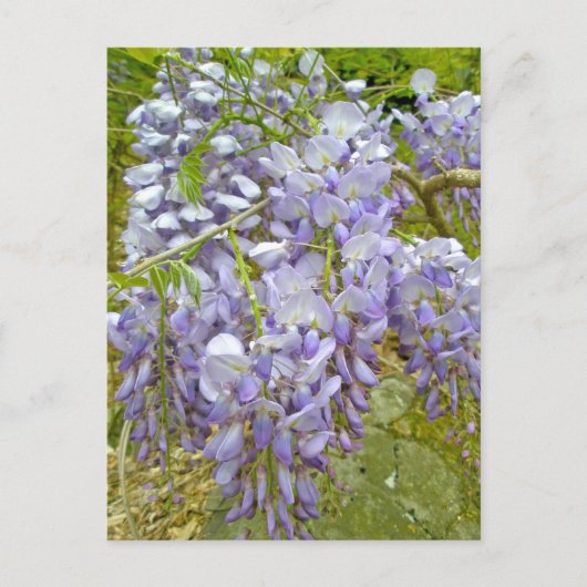 Lila Wisteria-Koordinationsaufgaben Postkarte (Vorderseite)