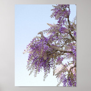 Lila Wisteria Poster