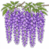 Lila Wisterien-Cluster blühen Aufkleber (Vorderseite)