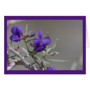 Lila Wüsten-Wildblume