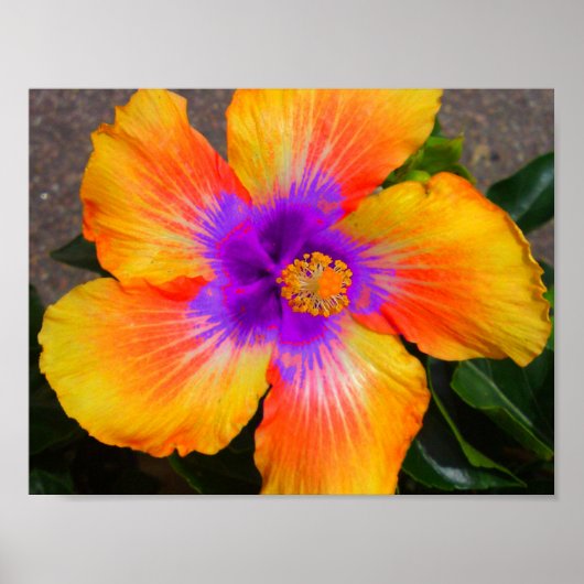 Lila Zentrum für Blume Poster (Vorne)