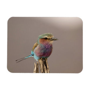 Lilablauer Roller, Coracias caudata, Samburu Magnet