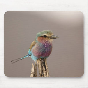 Lilablauer Roller, Coracias caudata, Samburu Mousepad