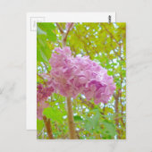 Lilac, 紫 丁 花 (む さ ら き香 postkarte (Vorne/Hinten)