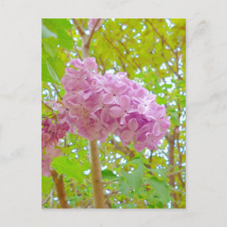 Lilac, 紫 丁 花 (む さ ら き香 postkarte