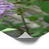 Lilac Beauty Poster (Ecke)