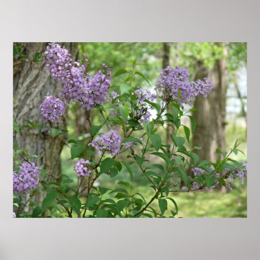 Lilac Beauty Poster (Vorne)