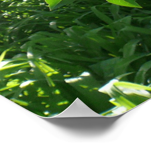 Lilac Beauty Poster (Ecke)