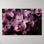 Lilac Blossom nach dem Regen Poster (Vorne)