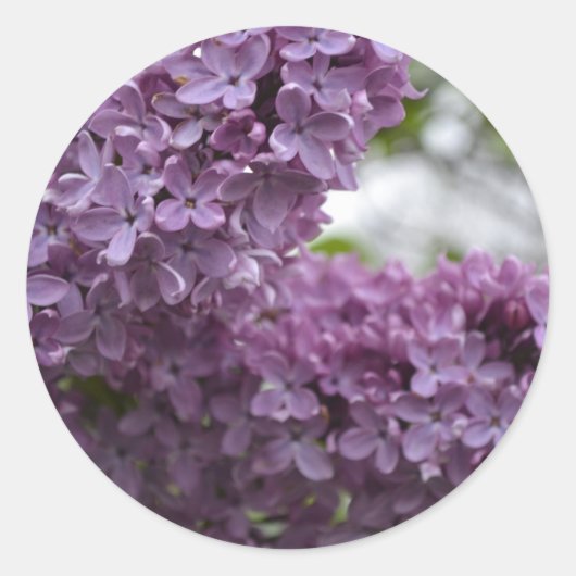 Lilac Blossoms Runder Aufkleber (Vorderseite)