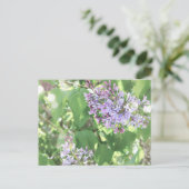 Lilac Blossoms Spring Bloom Nature Fotografy Postkarte (Stehend Vorderseite)