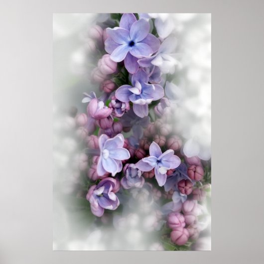 Lilac blüht poster (Vorne)