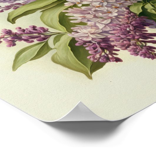 Lilac Blume Art Print Poster (Ecke)