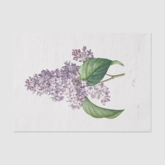 Lilac Blume Floral Blume Decoupage Seidenpapier (Vorderseite)