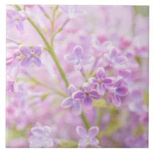 Lilac Blume Mist Fliese