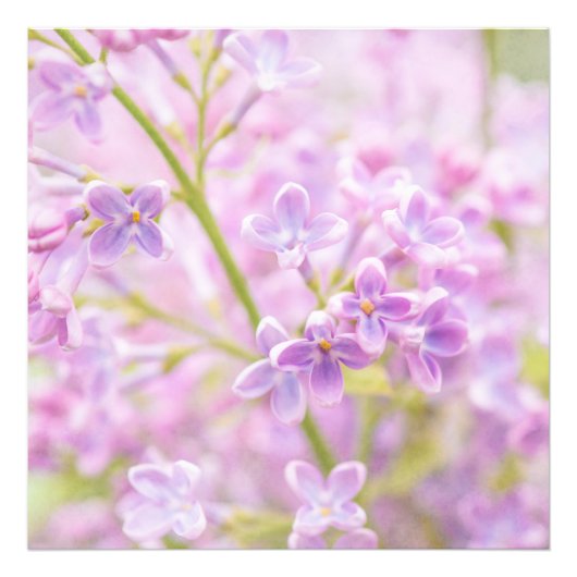 Lilac Blume Mist Fotodruck (Vorne)