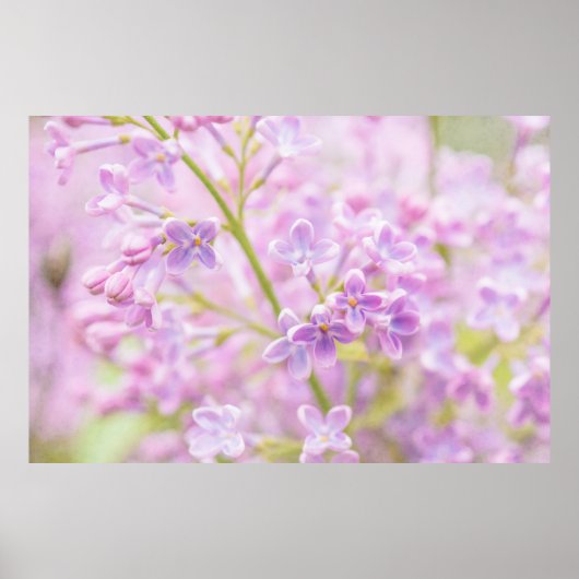 Lilac Blume Mist Poster (Vorne)