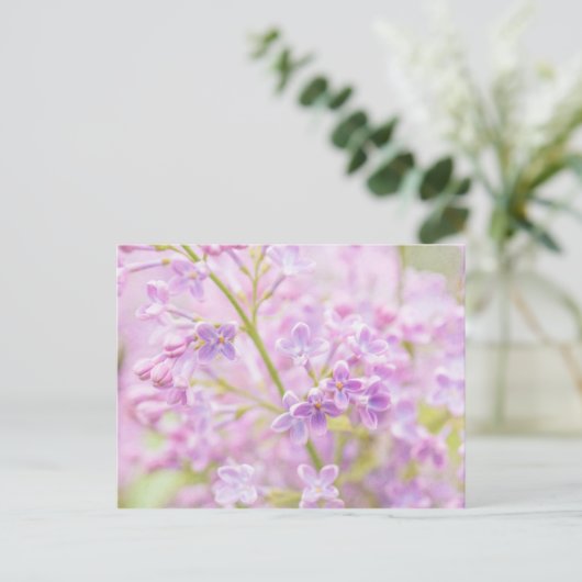 Lilac Blume Mist Postkarte (Stehend Vorderseite)