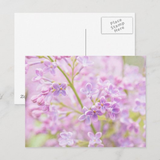 Lilac Blume Mist Postkarte (Vorne/Hinten)