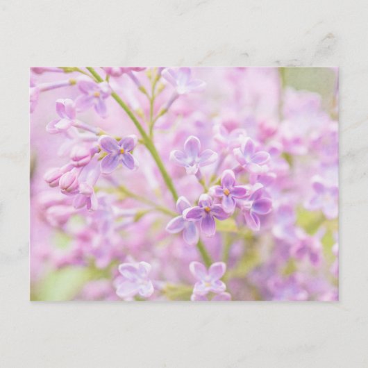 Lilac Blume Mist Postkarte (Vorderseite)