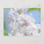 Lilac Blume Postkarte (Vorderseite)