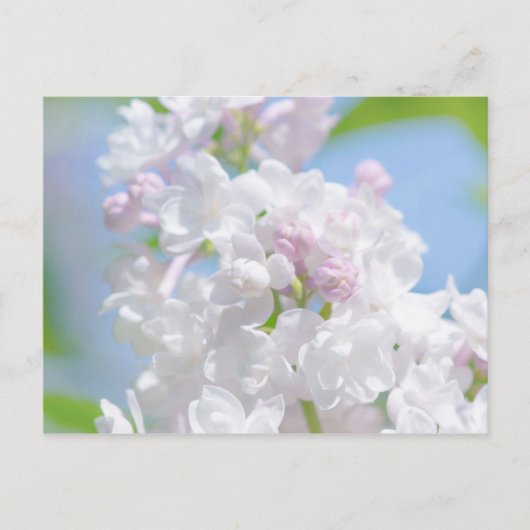 Lilac Blume Postkarte (Vorderseite)