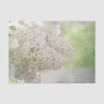 Lilac Blume Soft White Country Botanic