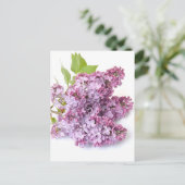 Lilac-Blüten Postkarte (Stehend Vorderseite)